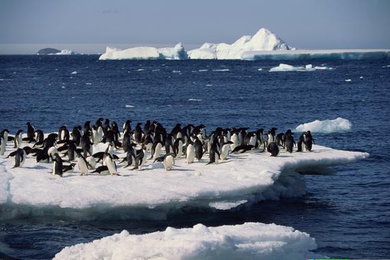 Los pingüinos una intensa fuente de amoniaco