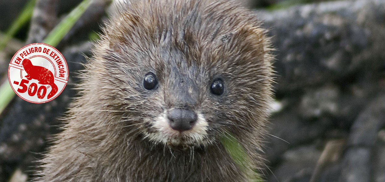 WWF exige medidas urgentes al Gobierno para salvar al visón europeo
