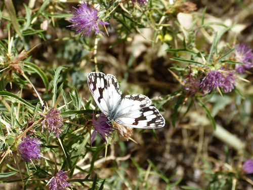 La población de mariposas de pradera ha perdido el 50% de su población en los últimos 20 años
