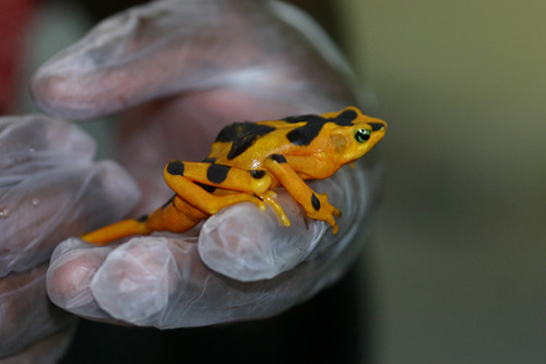 Nuevos conocimientos optimizan la reproducción de la rana dorada