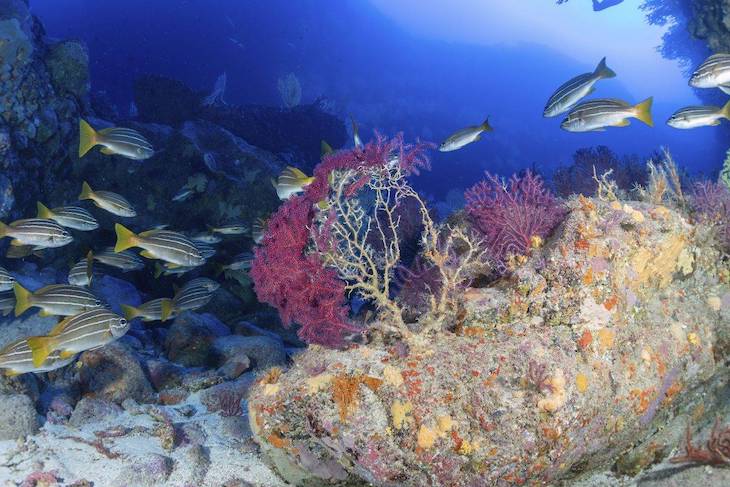 La vida marina que afectó la lava