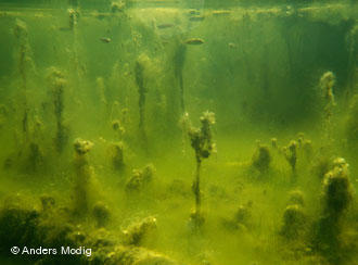 Las algas de su vida diaria