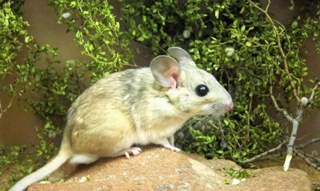 El calentamiento global reduce la capacidad de los animales para comer plantas tóxicas