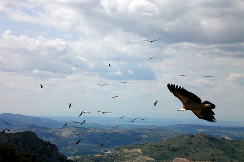 Medio Ambiente apuesta por compatibilizar la conservación de las aves necrófagas