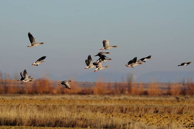 La Fundación Global Nature realiza diversas actividades para mejorar el uso público de las lagunas de Boada y Pedraza