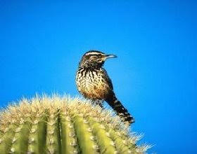El aumento de las olas de calor podría ser ‘nefasto’ para las aves del desierto
