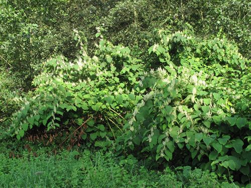 Cantabria. Red Cambera celebrará mañana una jornada sobre gestión municipal de especies exóticas invasoras