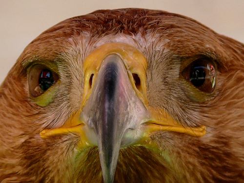 Conservación del águila imperial ibérica