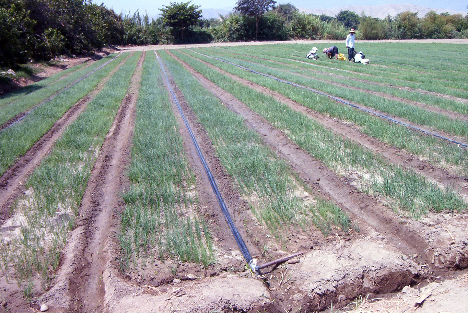 Desarrollan veloz método de tratamiento para suelos contaminados