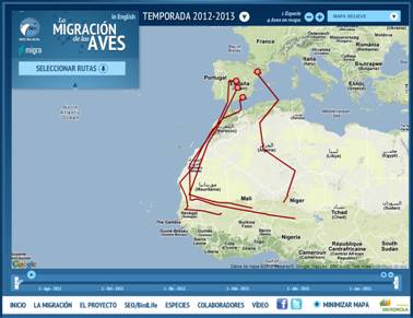 Las carracas bordean el desierto en su migración por África