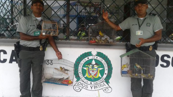 Colombia. Crece la entrega voluntaria de especies silvestres