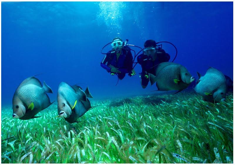 El calentamiento y la acidificación oceánica afectan al atractivo recreativo de zonas de buceo en el Mediterráneo