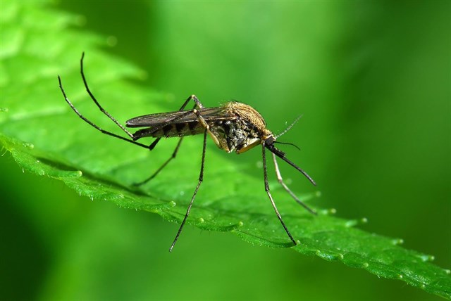 Bacterias comunes pueden ayudar a controlar los mosquitos portadores de enfermedades
