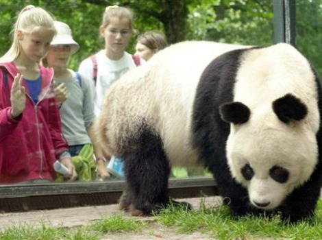 Muere el último panda gigante del zoo de Berlín a los 34 años