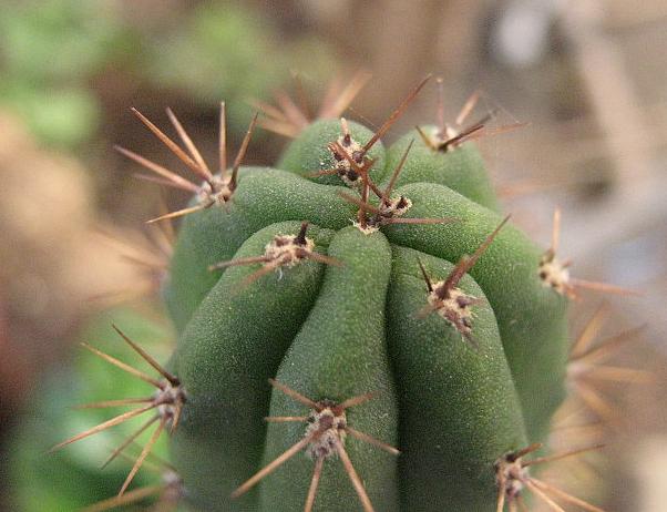 Cactus sin espinas útil como forraje