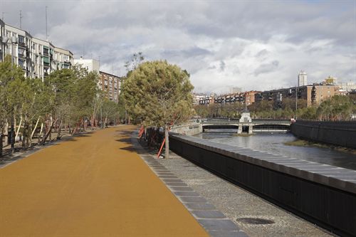 Las obras de Madrid Río matan árboles que sobrevivieron a las de la M-30