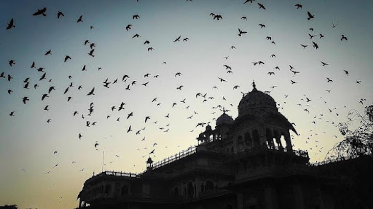 Día Mundial de las Aves Migratorias 2021- ¡Feliz regreso!