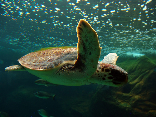 La tortuga boba de Cabo verde se recupera