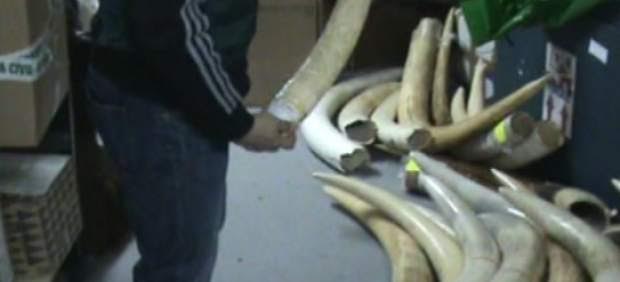 Intervienen dos colmillos de elefante de contrabando en La Seu dUrgell (Lleida)