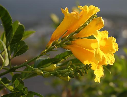 Proyecto "Protección integral de la flora