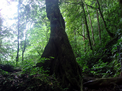 Selvas entre la defensa propia o la protección humana