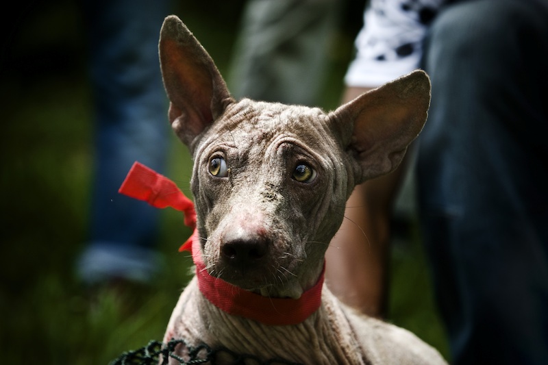La WSPA lanza nueva campaña global en la conmemoración del Día Mundial de la Lucha contra la Rabia