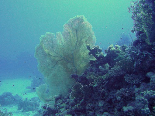 WWF celebra la aprobación de tres Reales Decretos  en el Consejo de Ministros