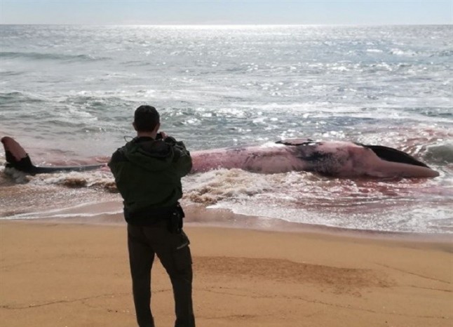 Ballena muerta en las playas de Montgat (Barcelona)