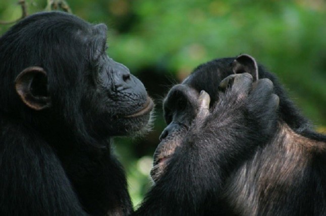 Bonobos y chimpancés son capaces de entenderse con gestos