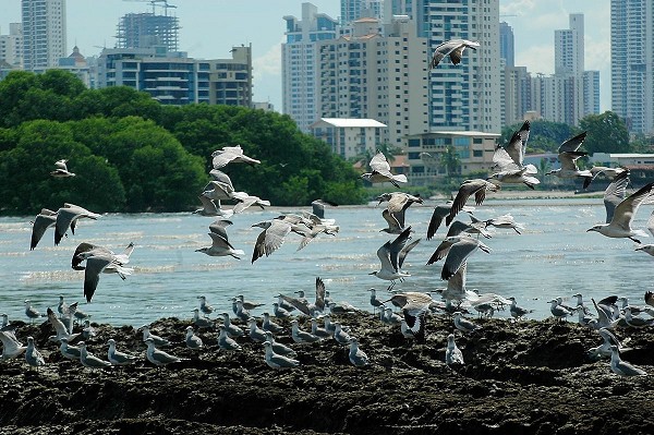Exigen protección de los humedales
