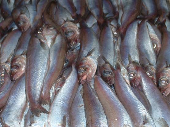 OCEANA apoya aumentos de capturas para algunas especies de interés pesquero español