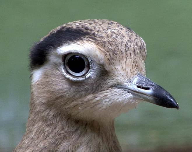 El ecoturismo proporciona datos sobre especies desconocidas