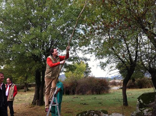 La Comunidad de Madrid cuenta con más de 194 fuentes semilleras para reforestaciones