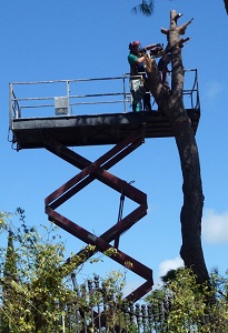 El Puerto de Santa María. La tala de árboles en el Centro Inglés es ilegal