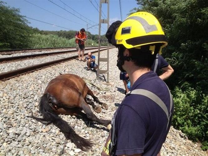 Un tren arrolla a 11 caballos entre Girona