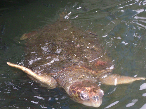 Voluntarios vigilarán la captura accidental de tortugas marinas en aguas de la Comunidad Valenciana durante el verano