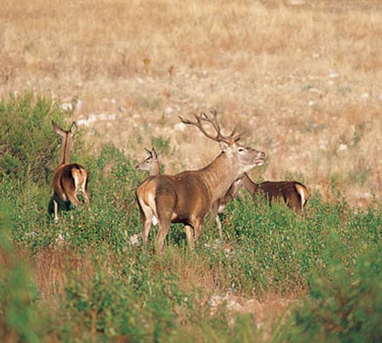 La mortandad no tiene consecuencias en la berrea en Zamora