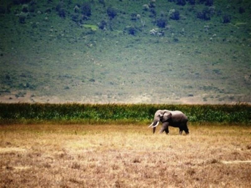Los 53.000 kilómetros de infraestructuras en África provocarán un ‘ecatombe’ ambiental