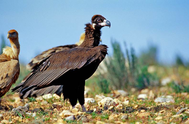 La población de buitre negro en Sierra Norte (Sevilla) ha crecido con 212 ejemplares más