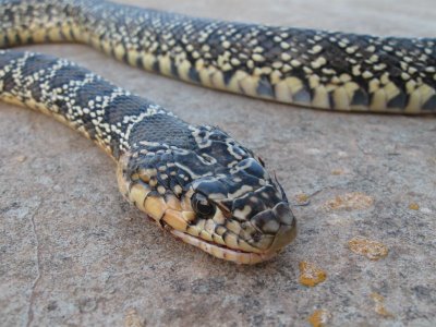 Capturan una culebra herradura de un metro de longitud en el aparcamiento de un bloque de pisos de Málaga