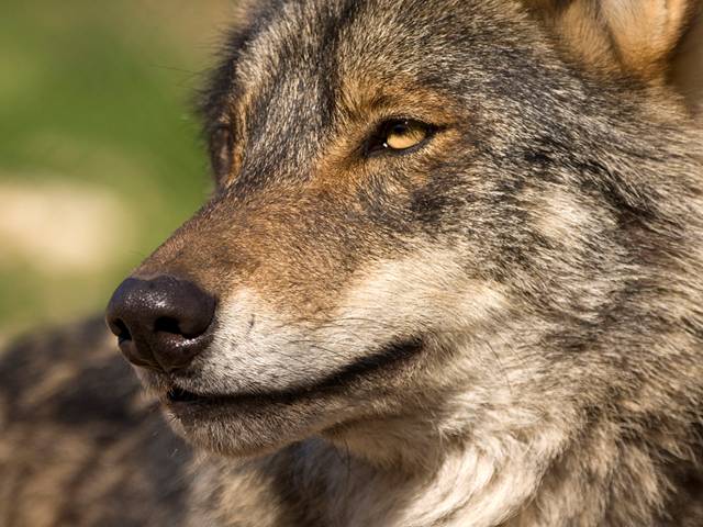 El lobo ibérico habita en entornos naturales cada vez más humanizados