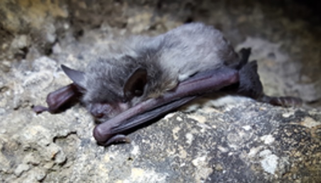 Detectadas cuatro nuevas especies en el entorno del Parque Natural del Alt Pirineu (Lleida)