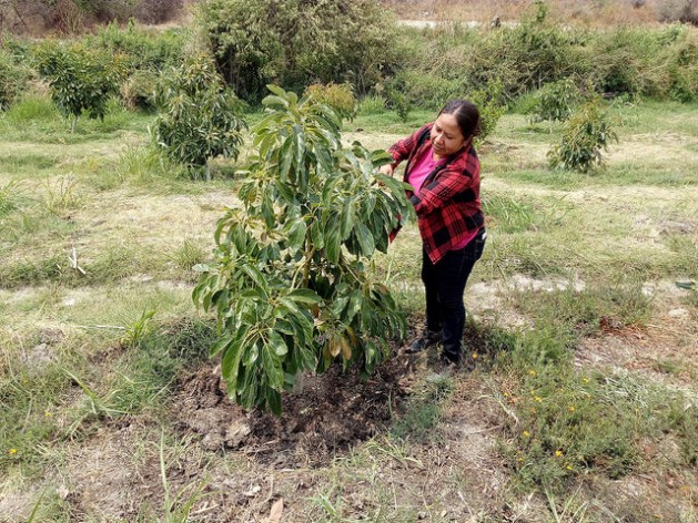 Comunidades rurales mexicanas aprenden a producir y autosostenerse