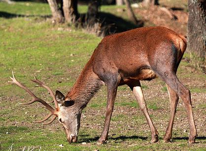 UCCL pide a la Junta una reunión para analizar causas y efectos de la mortandad de ciervos