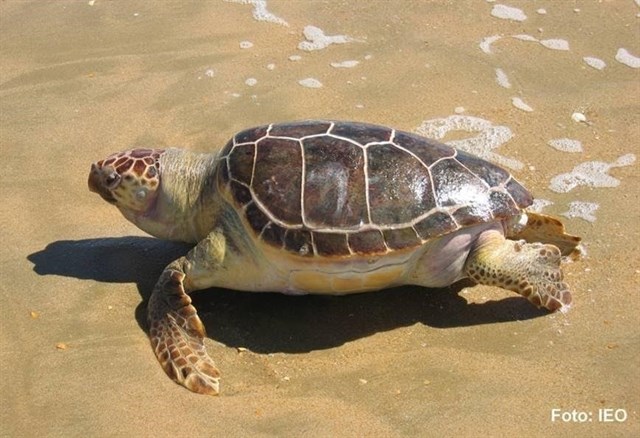 Las migraciones de las tortugas bobas en el Mediterráneo podría estar cambiando