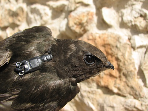 Volverán a Kenia nuestros vencejos
