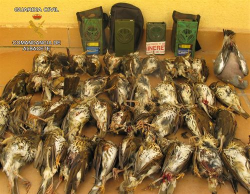 Denunciados siete cazadores por abatir 54 aves con aparatos eléctricos