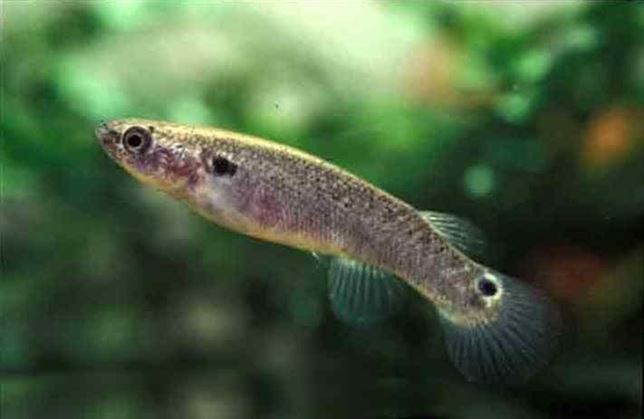 Que se sepa todavía