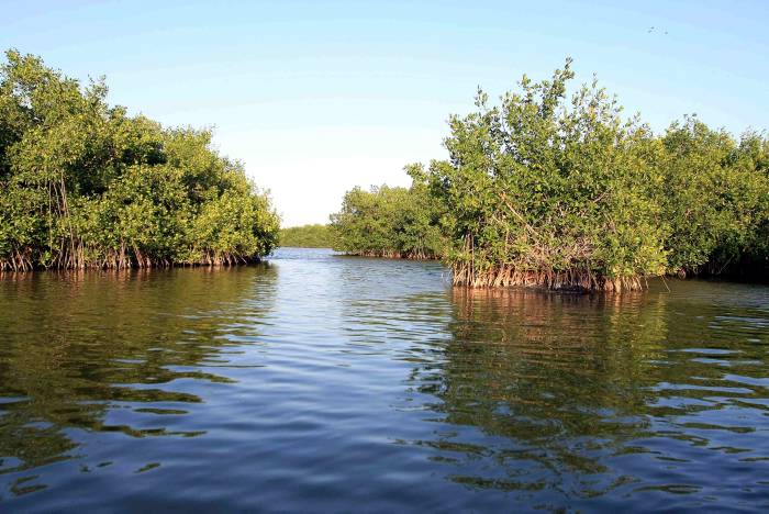 Instructivo para enseñar a cuidar los manglares en Cartagena