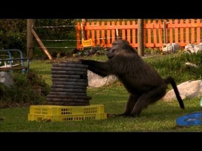 Los babuínos y la democracia